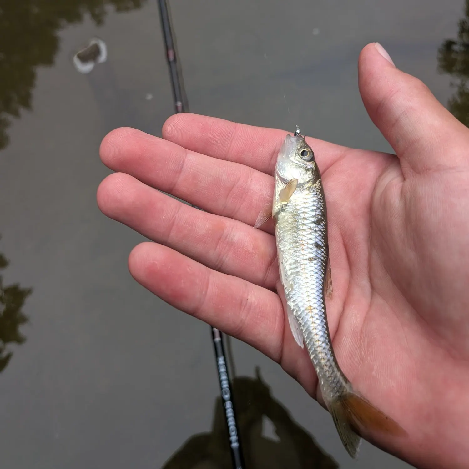 Common shiner caught on Fishbrain