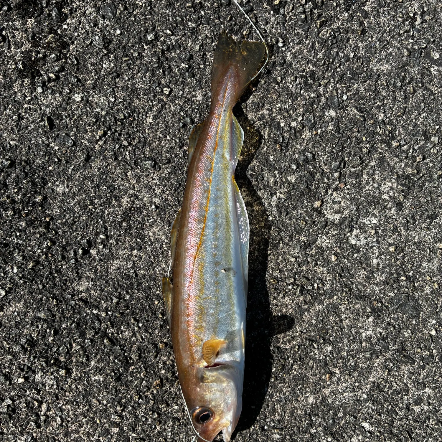 Pollack caught on Fishbrain