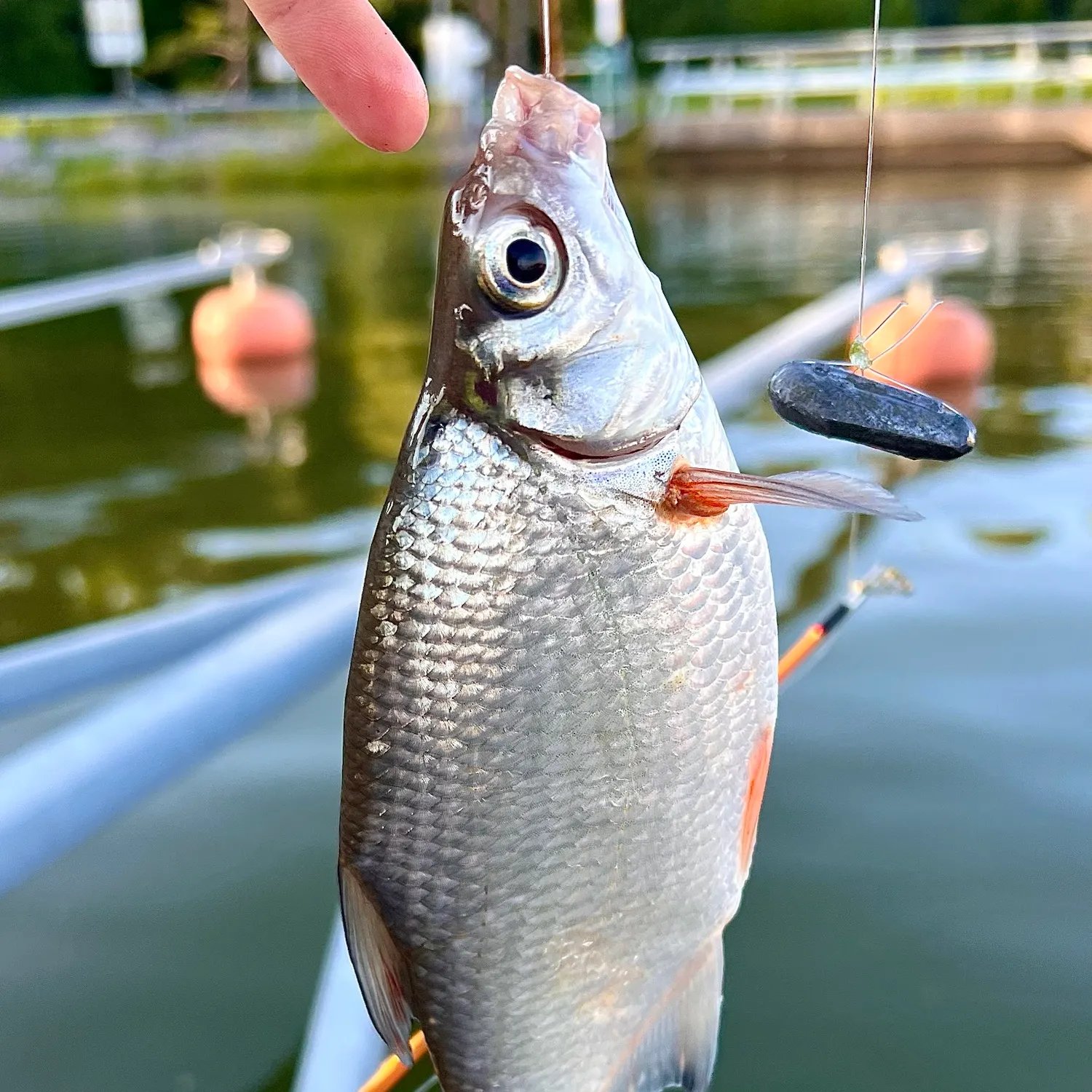 White bream caught on Fishbrain