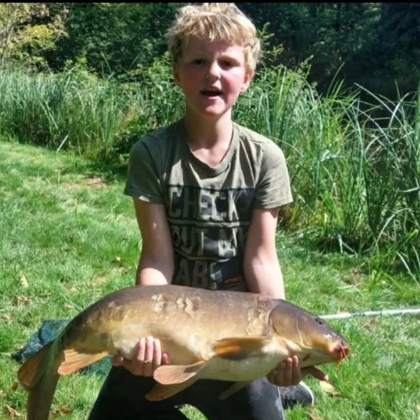 Mirror carp caught on Fishbrain