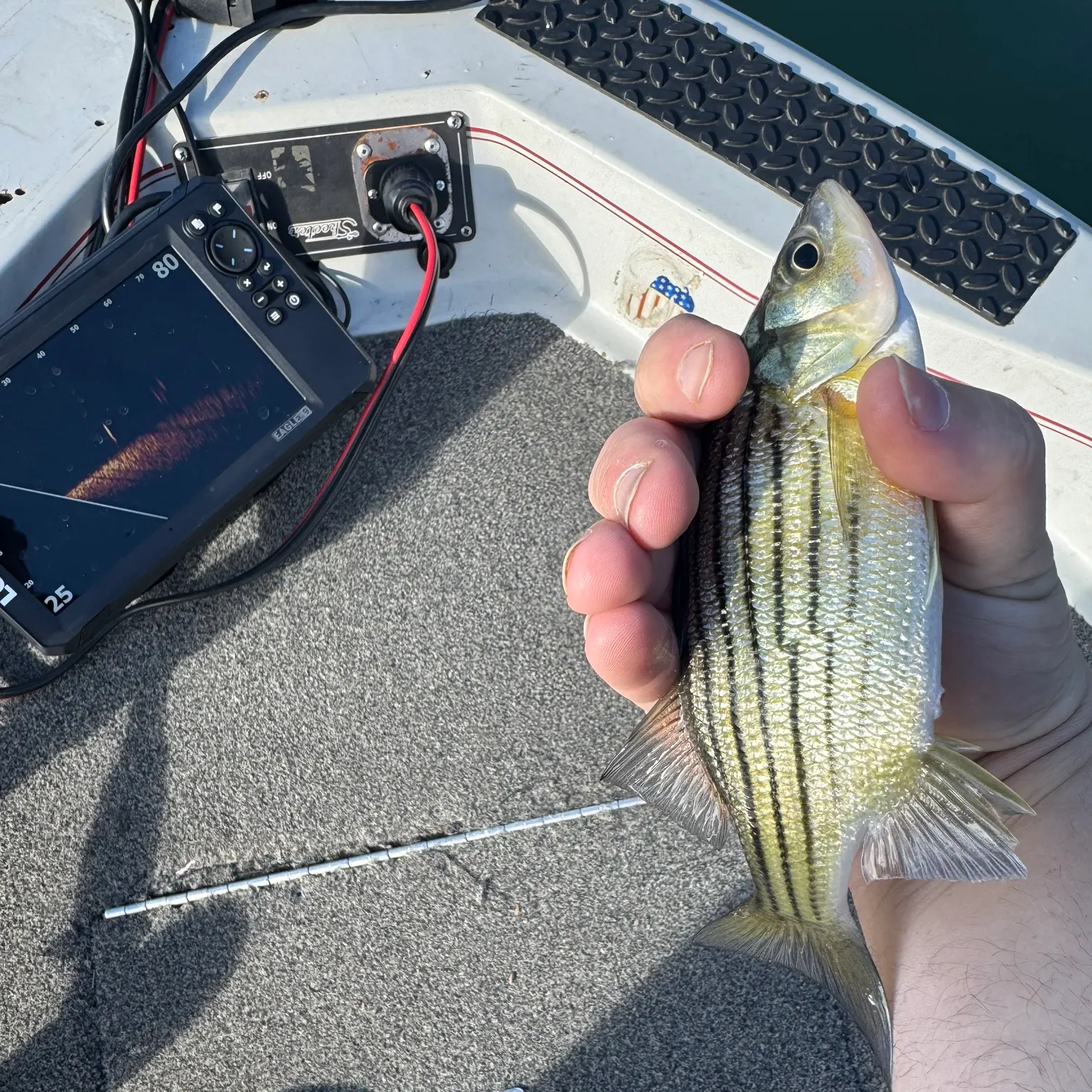 The most recent Yellow bass catches on Fishbrain