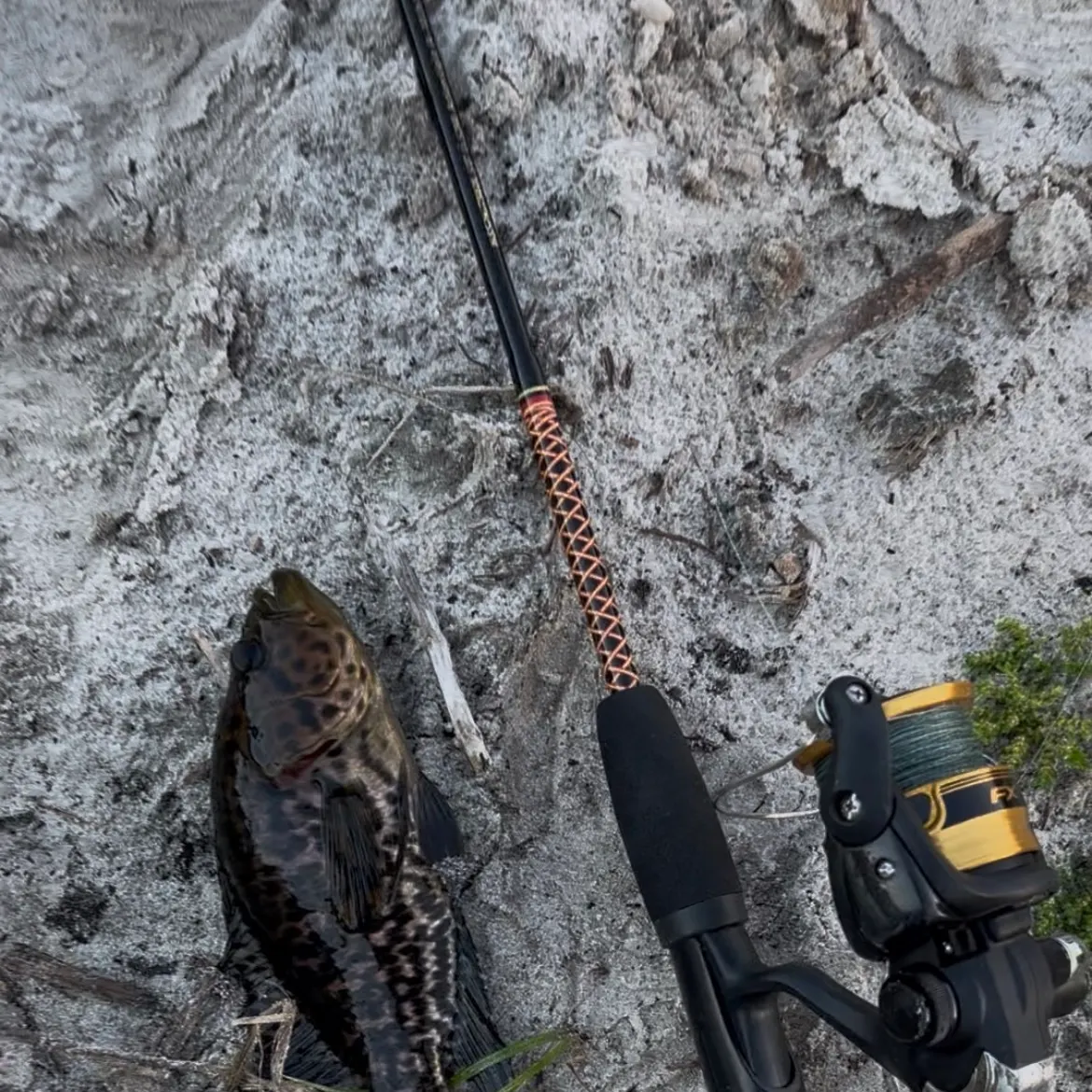 The most recent Jaguar cichlid catches on Fishbrain