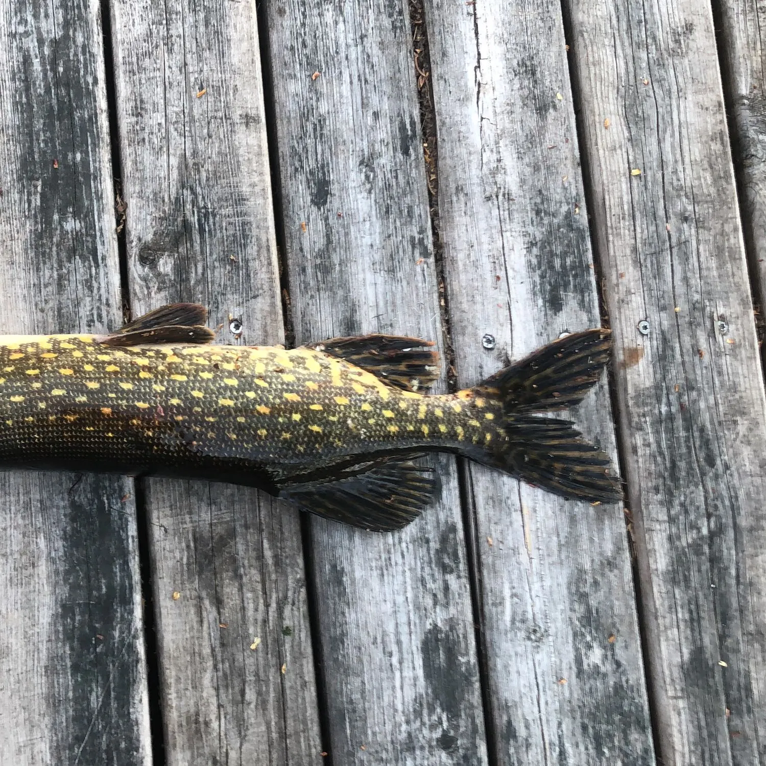 recently logged catches