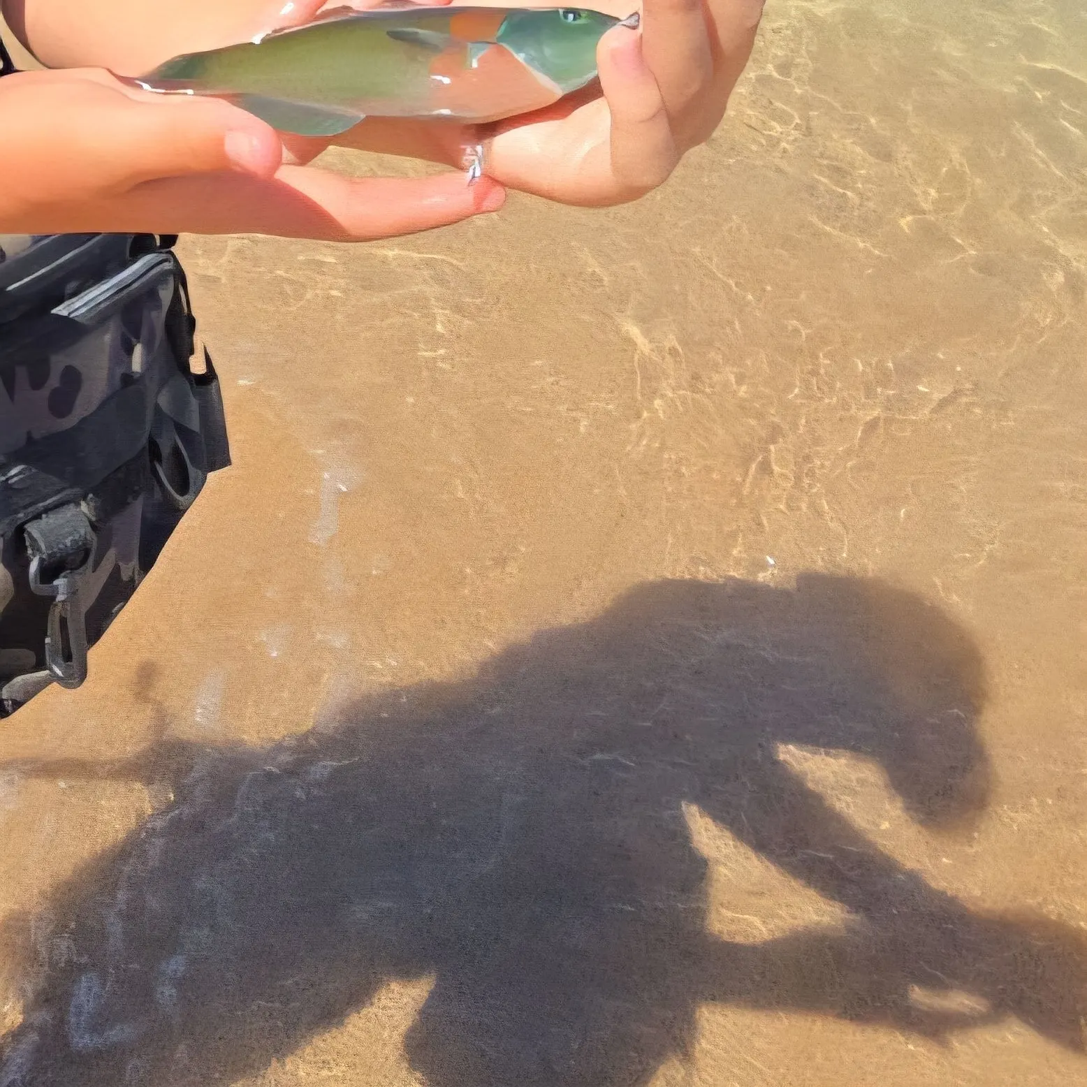 The most recent Common parrotfish catches on Fishbrain