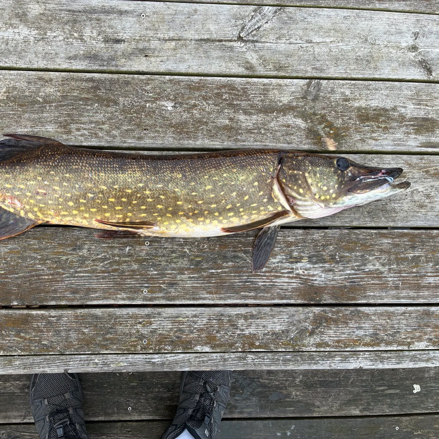 Northern pike caught on Fishbrain
