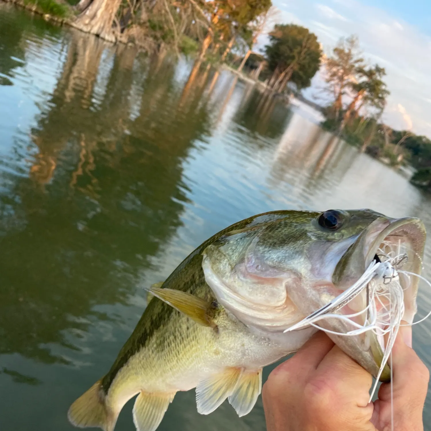 Spotted bass caught on Fishbrain