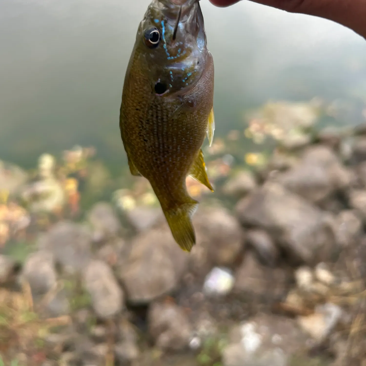 Green sunfish caught on Fishbrain