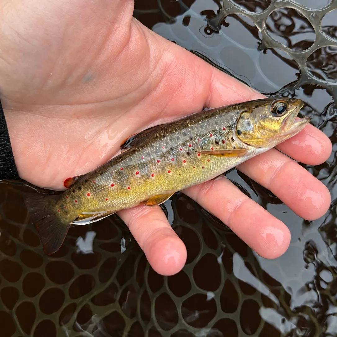 Brown trout caught on Fishbrain