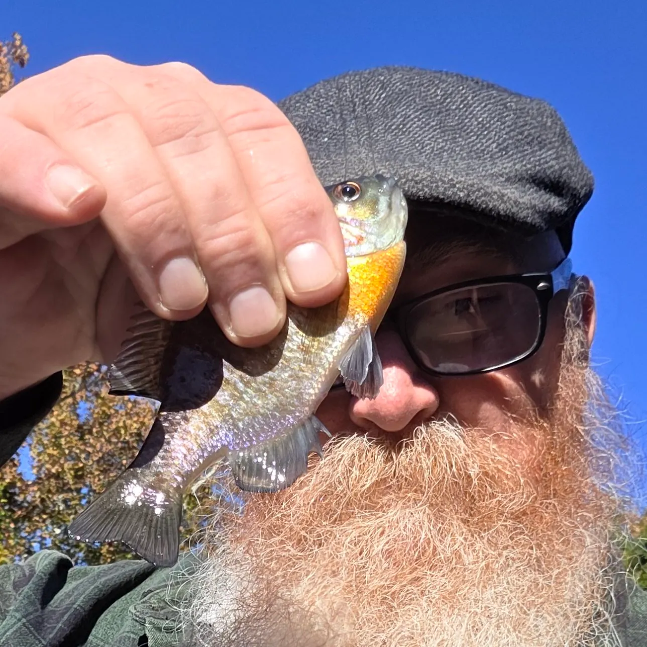 Bluegill caught on Fishbrain