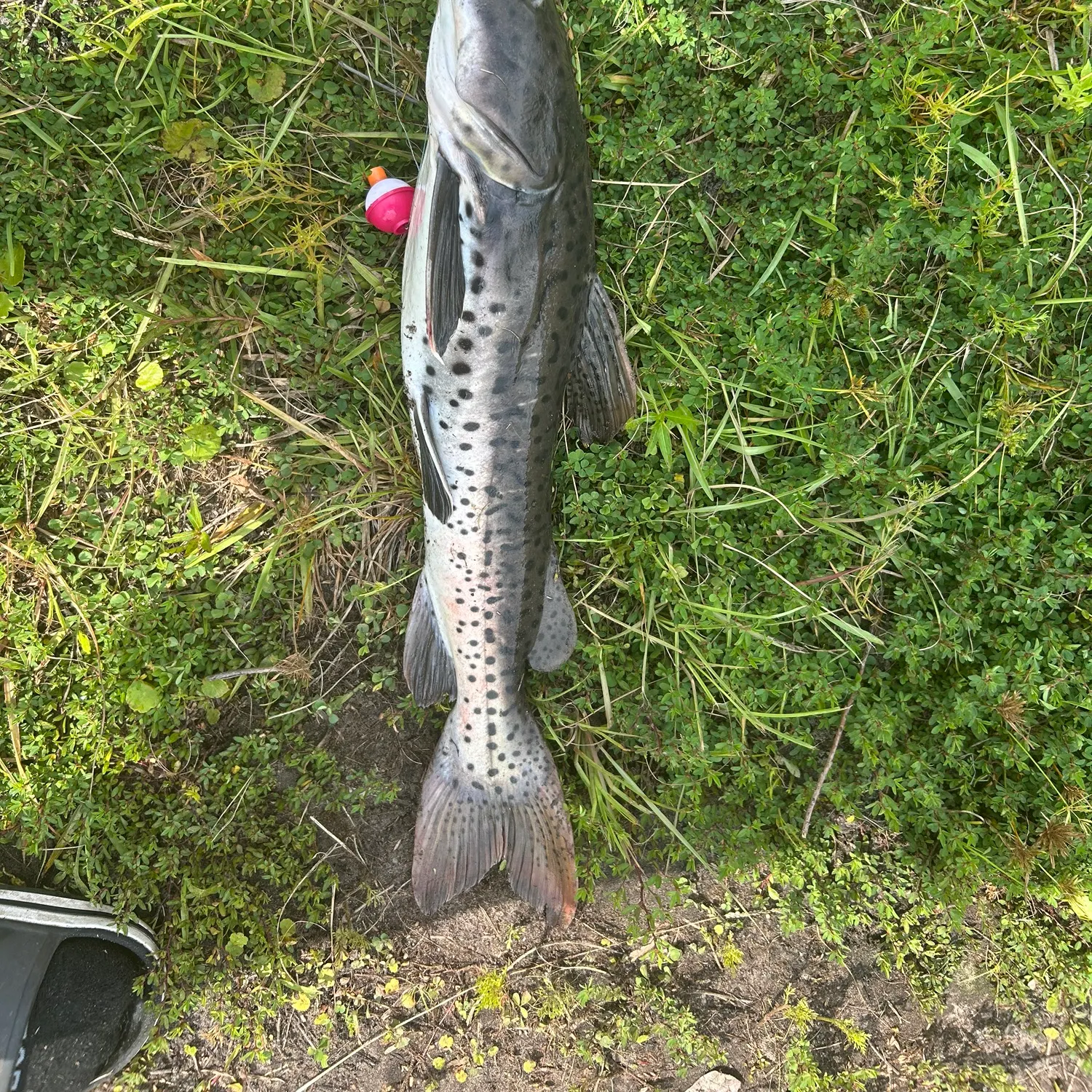 The most recent Redtail catfish catches on Fishbrain