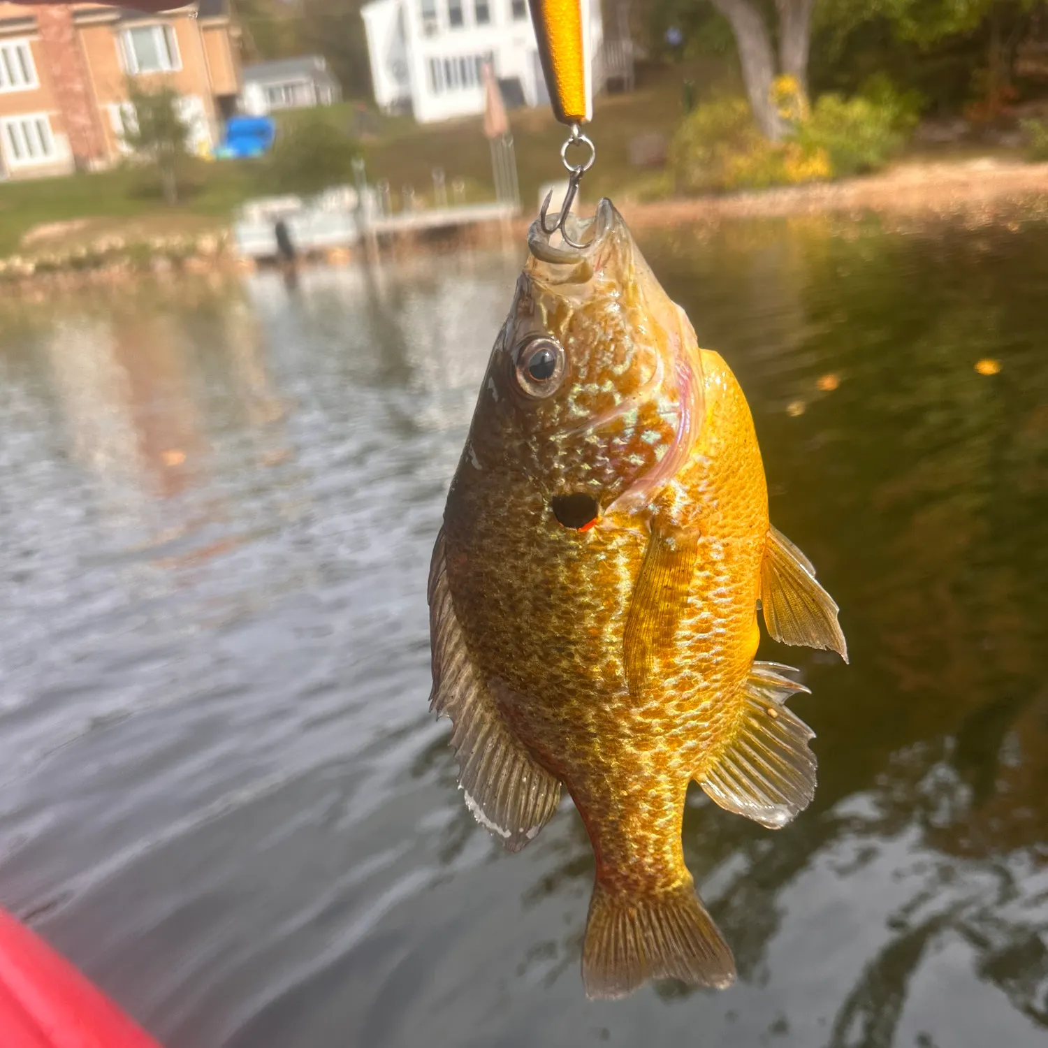Pumpkinseed caught on Fishbrain