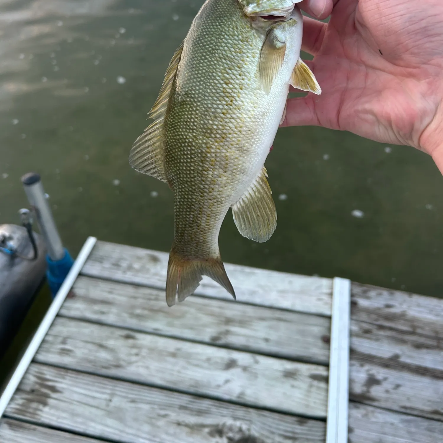 Smallmouth bass caught on Fishbrain