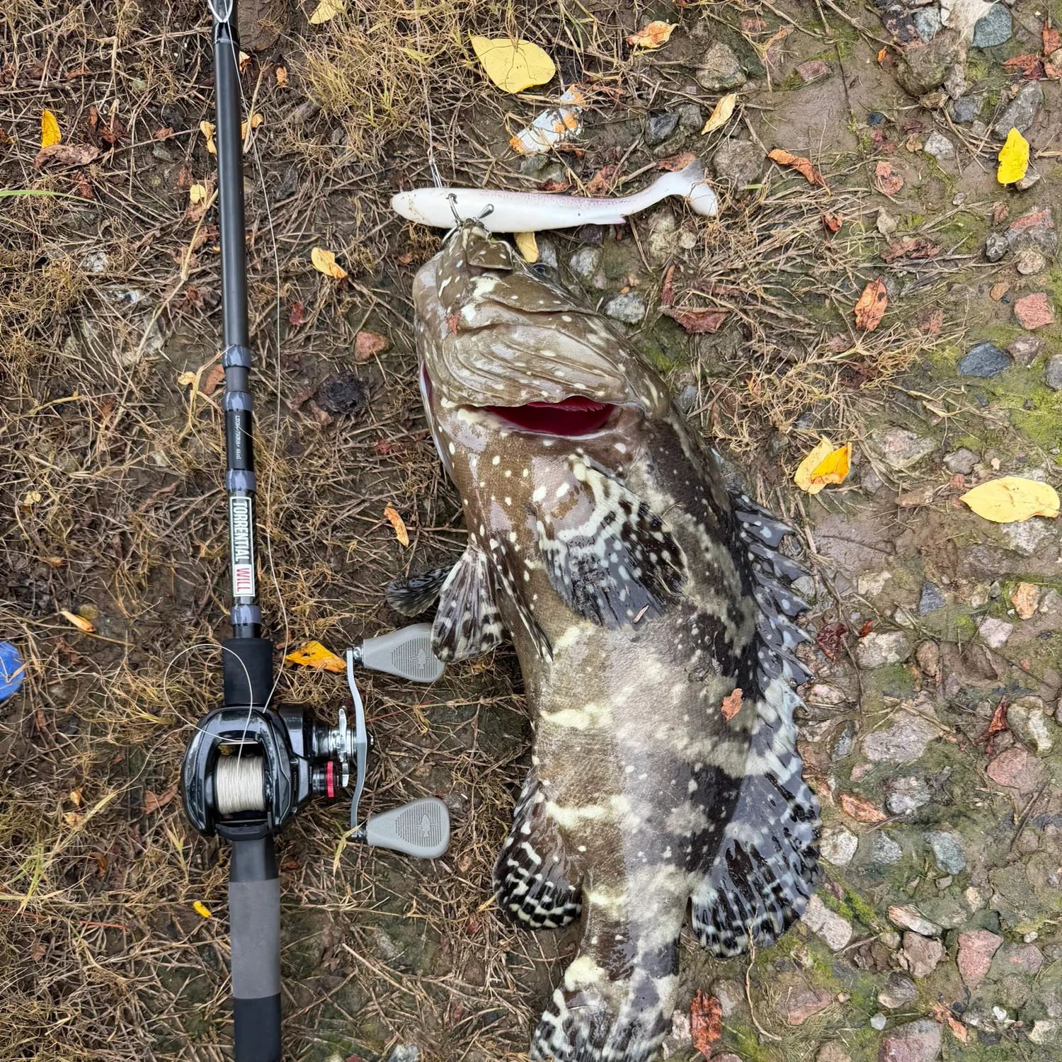 Fish caught on Fishbrain