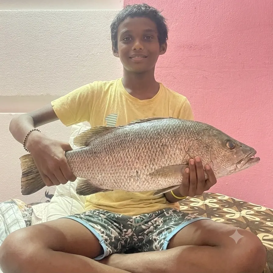 Barramundi caught on Fishbrain