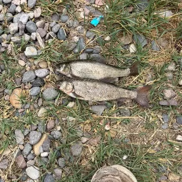 The most recent Utah chub catches on Fishbrain