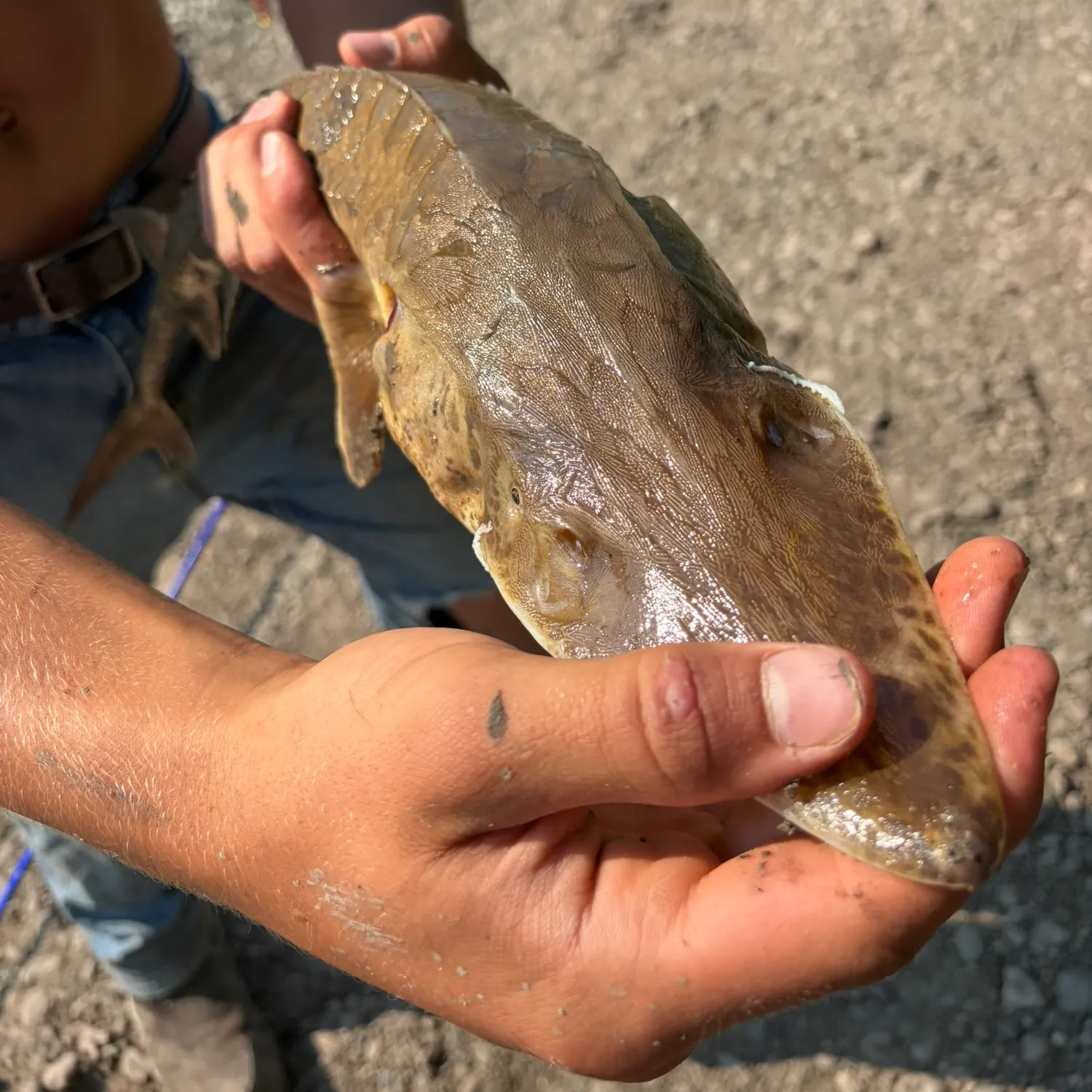 The most recent Shovelnose sturgeon catches on Fishbrain