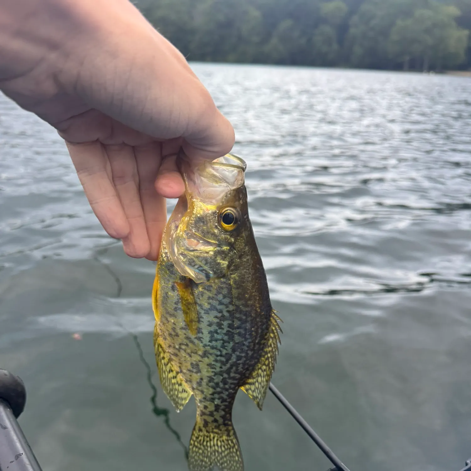 Black crappie caught on Fishbrain