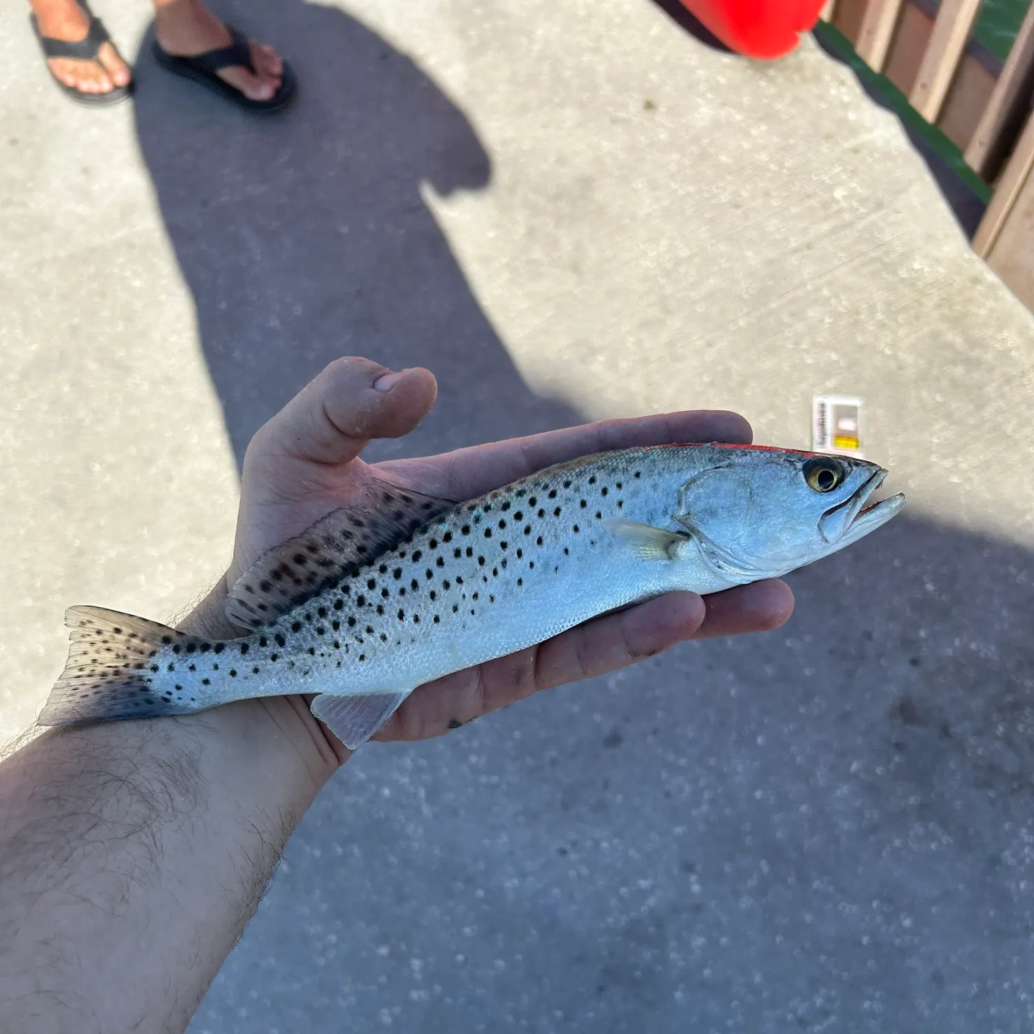 Spotted seatrout caught on Fishbrain