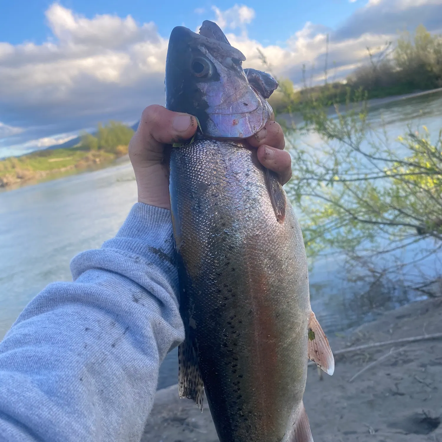 Rainbow trout caught on Fishbrain