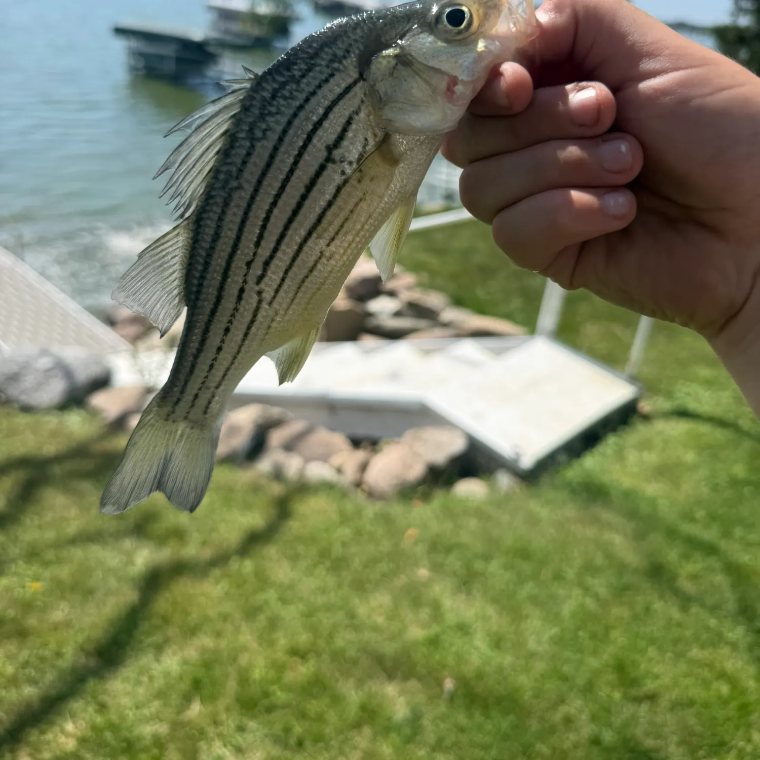 Yellow bass caught on Fishbrain