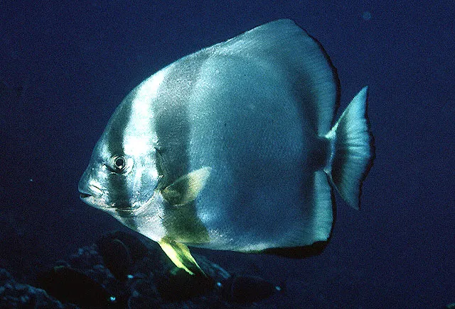 Orbicular batfish