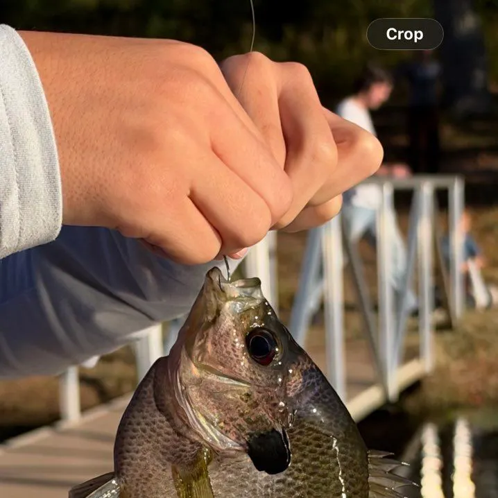 Bluegill caught on Fishbrain