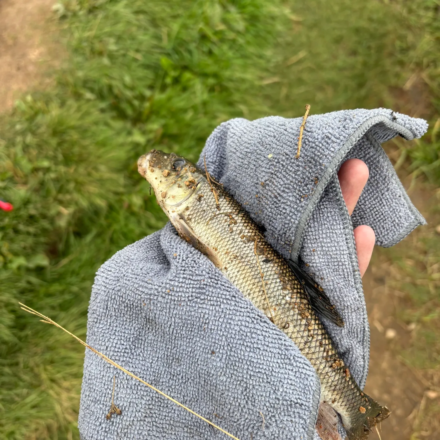 The most recent White sucker catches on Fishbrain
