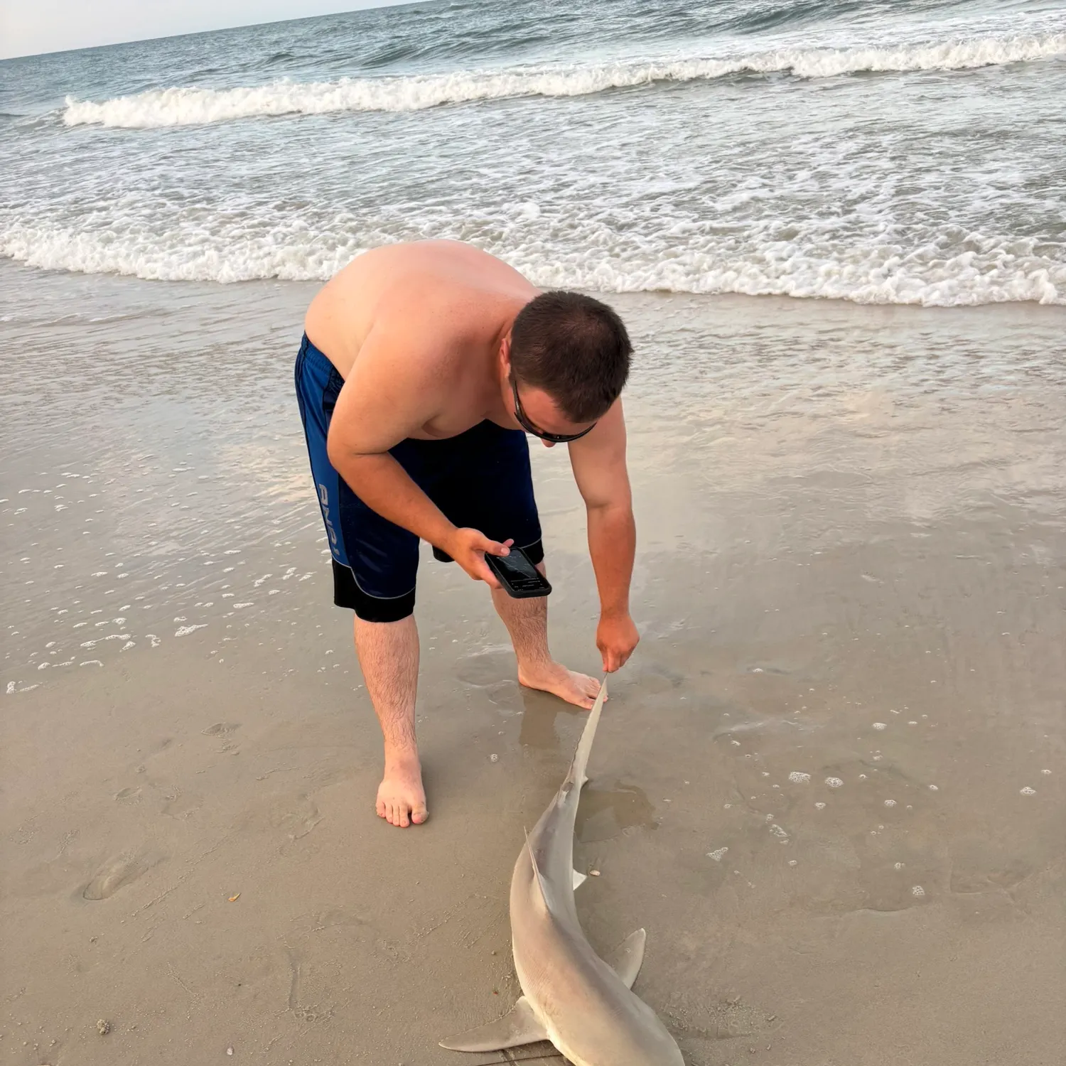 The most recent Lemon shark catches on Fishbrain