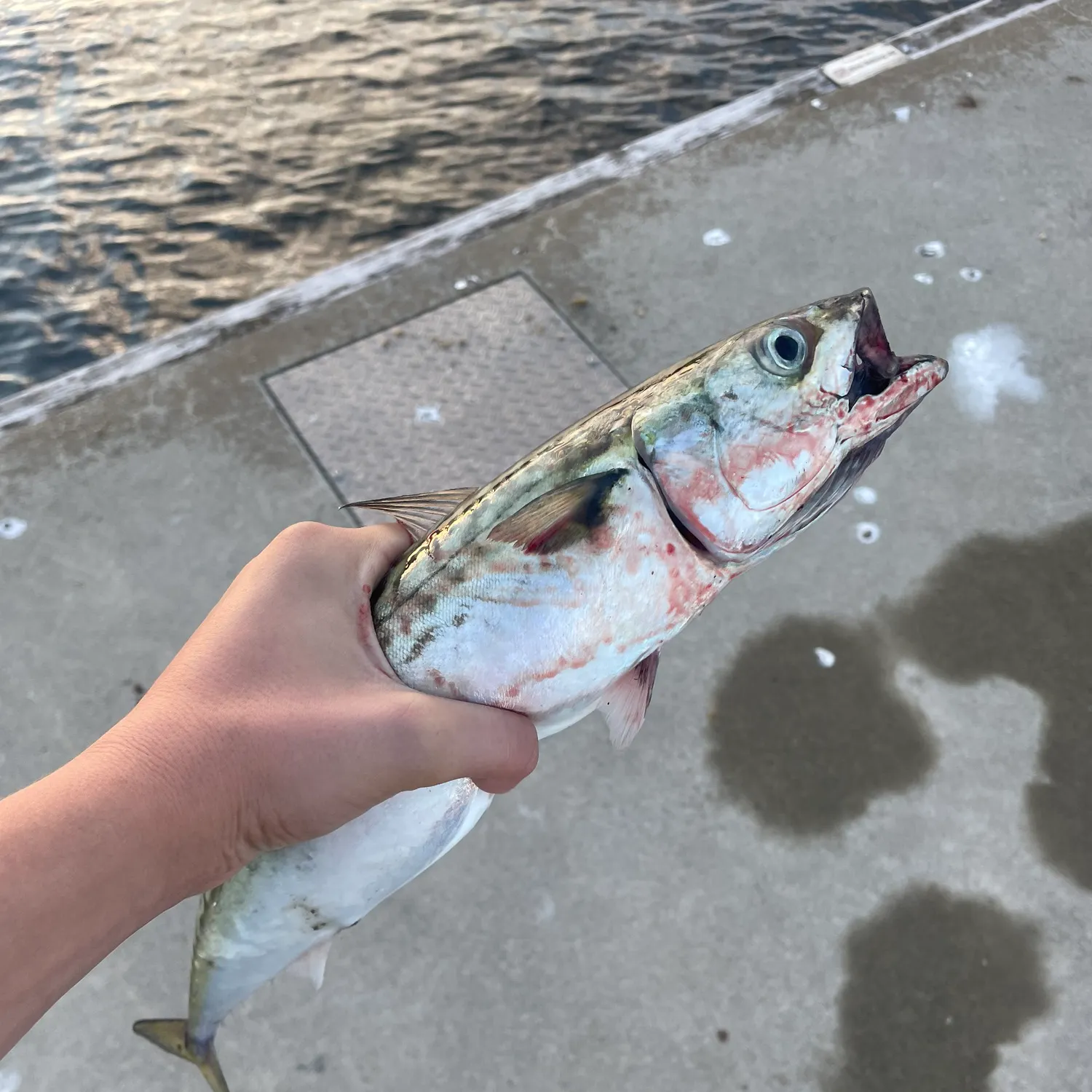 Atlantic mackerel caught on Fishbrain