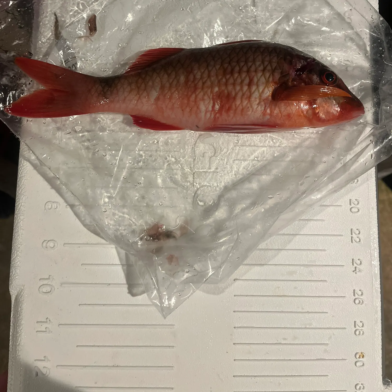 The most recent Island goatfish catches on Fishbrain