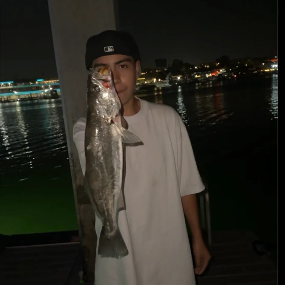 Shortfin corvina caught on Fishbrain