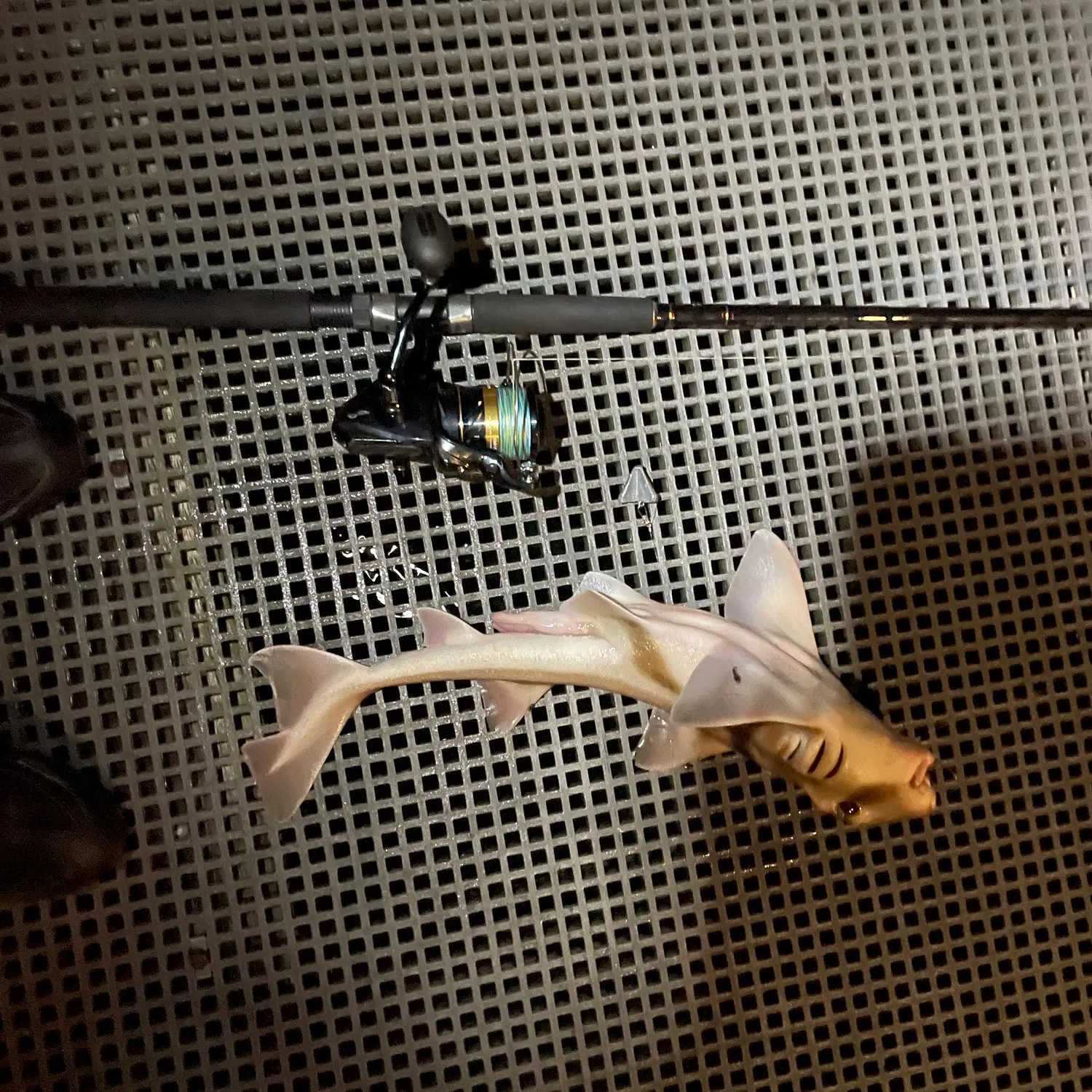 Port Jackson shark caught on Fishbrain