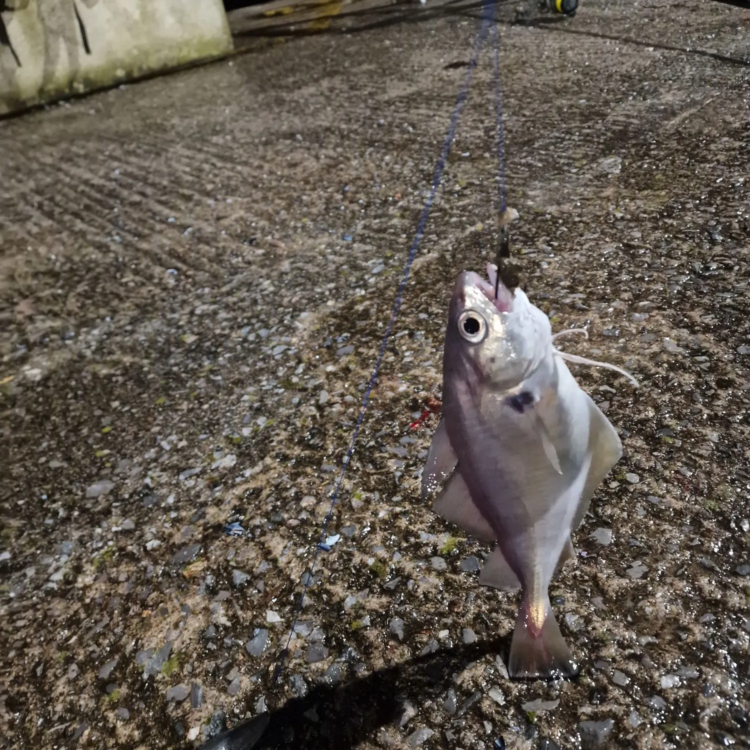 The most recent Pouting catches on Fishbrain