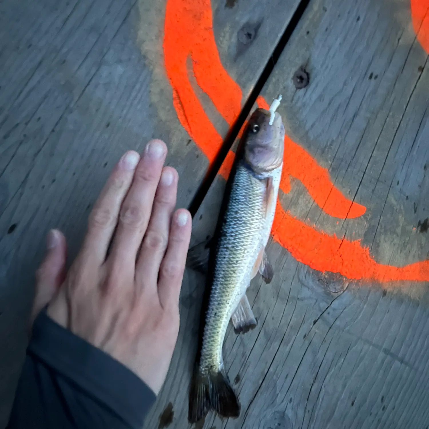 Creek chub caught on Fishbrain