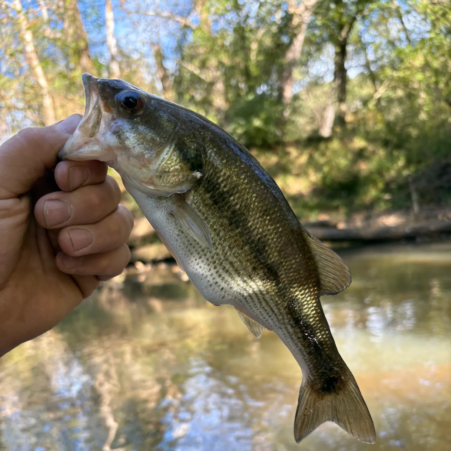 Spotted bass caught on Fishbrain