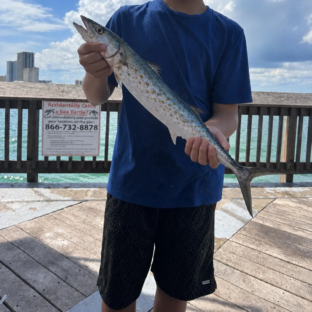 The most recent Cero mackerel catches on Fishbrain