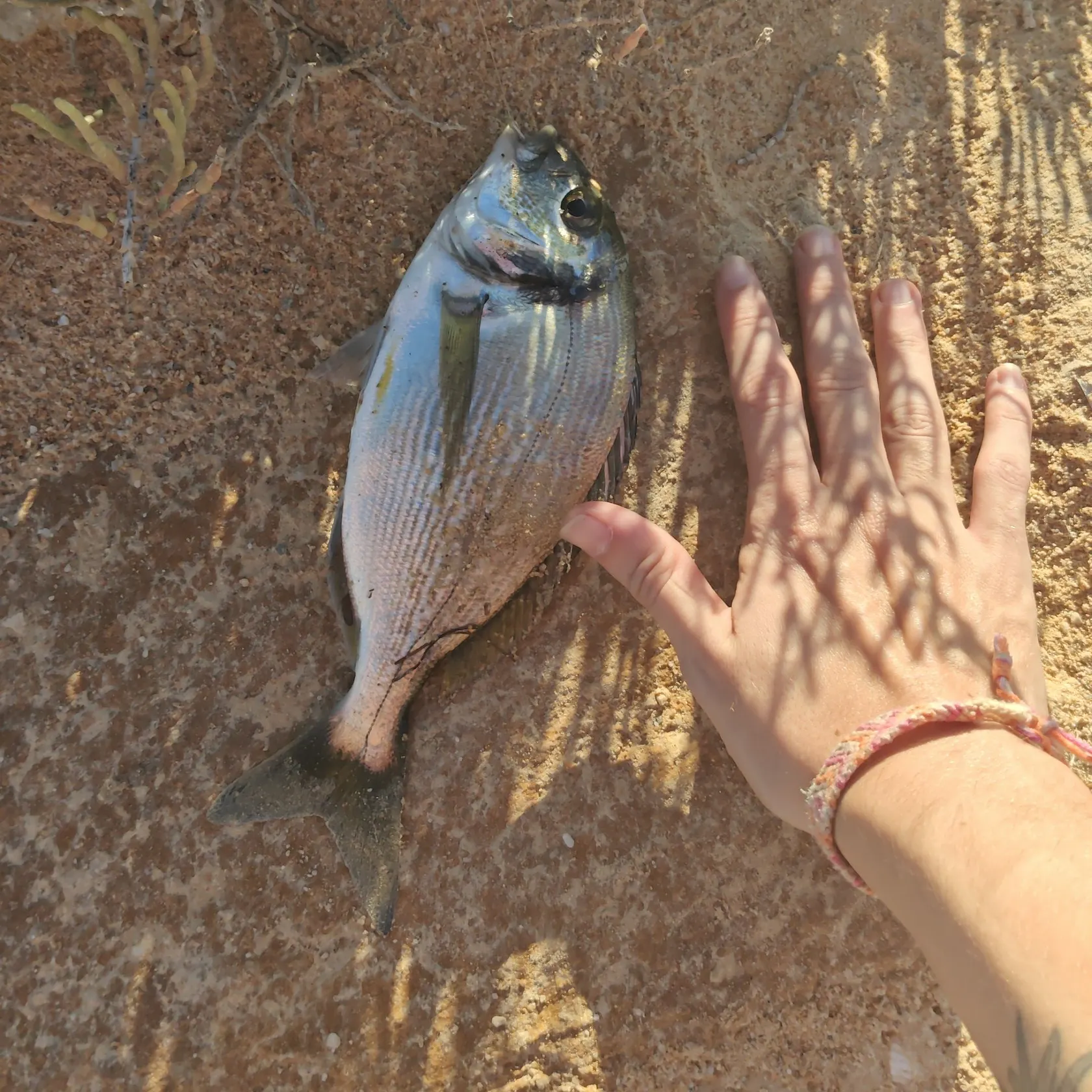 The most recent Gilthead seabream catches on Fishbrain