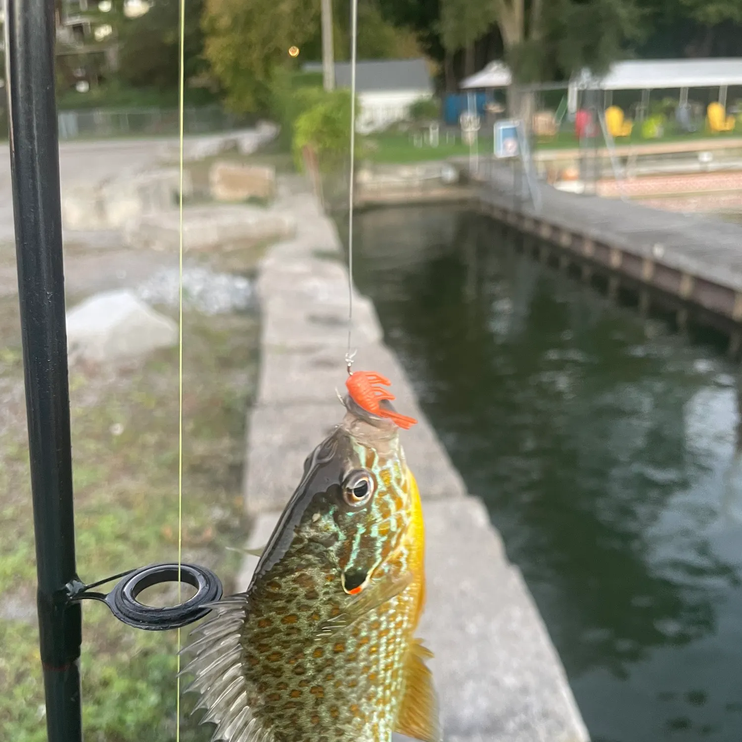 The most recent Pumpkinseed catches on Fishbrain