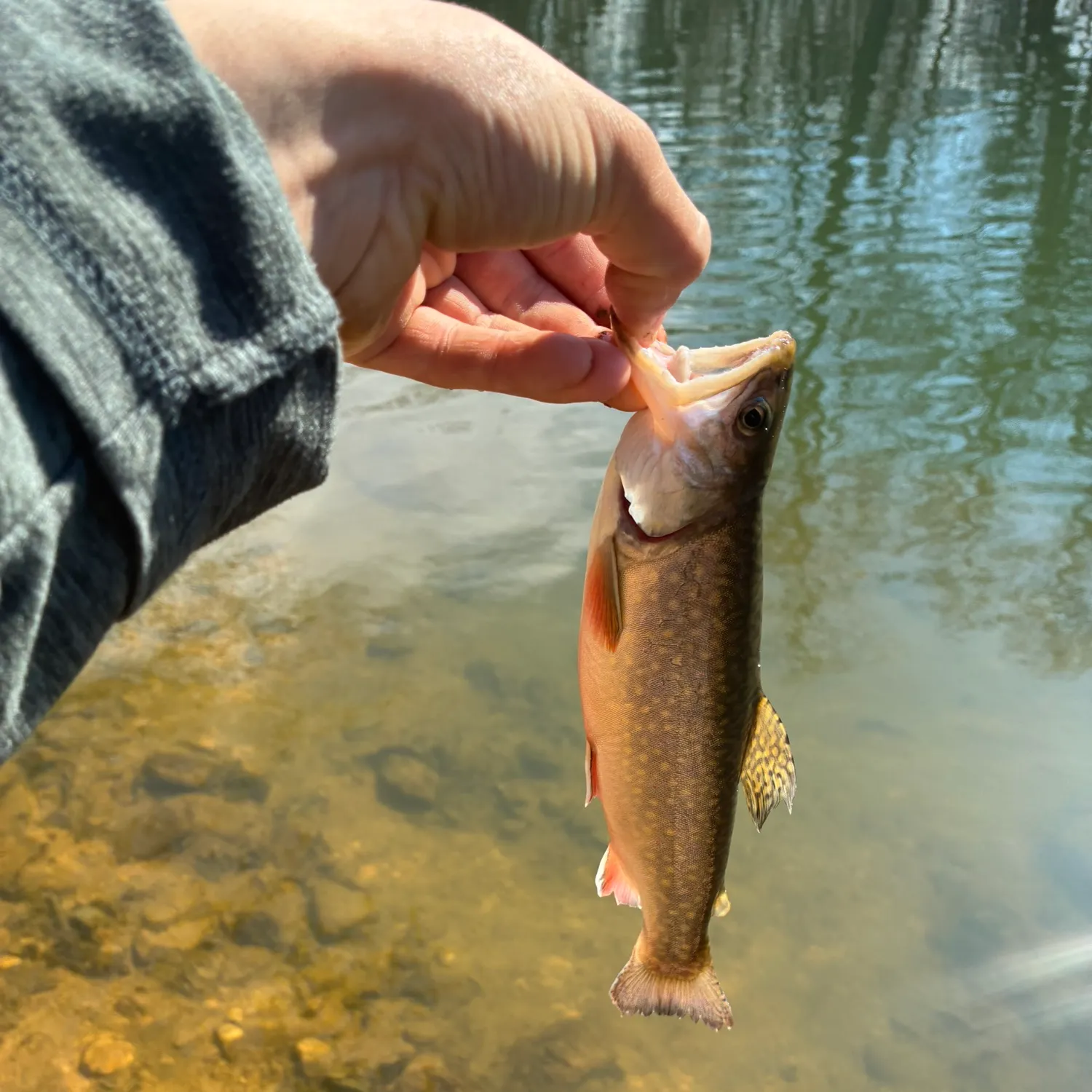The most recent Brook trout catches on Fishbrain