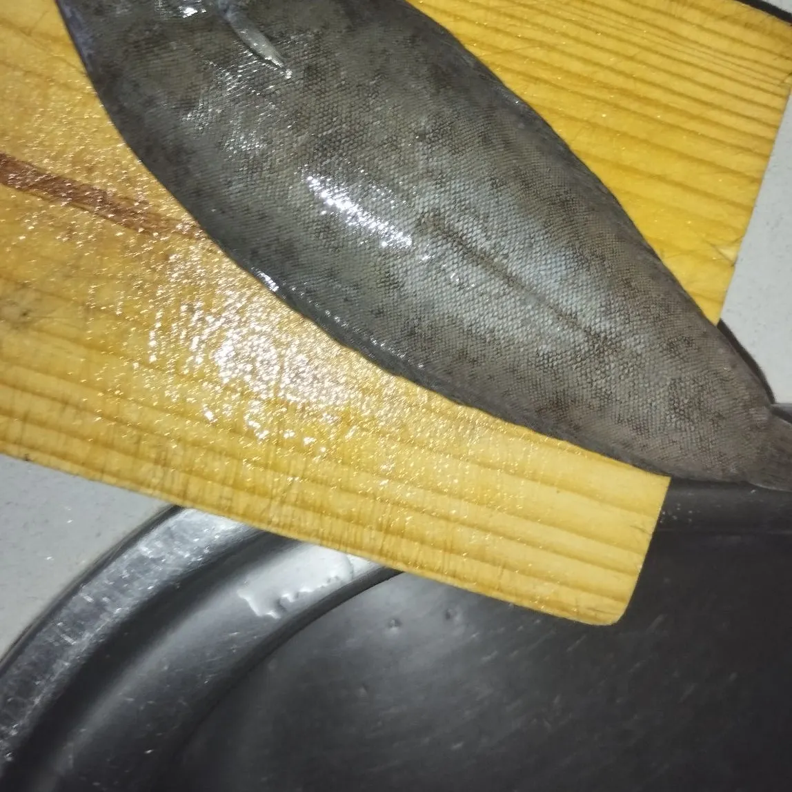 The most recent Common sole catches on Fishbrain