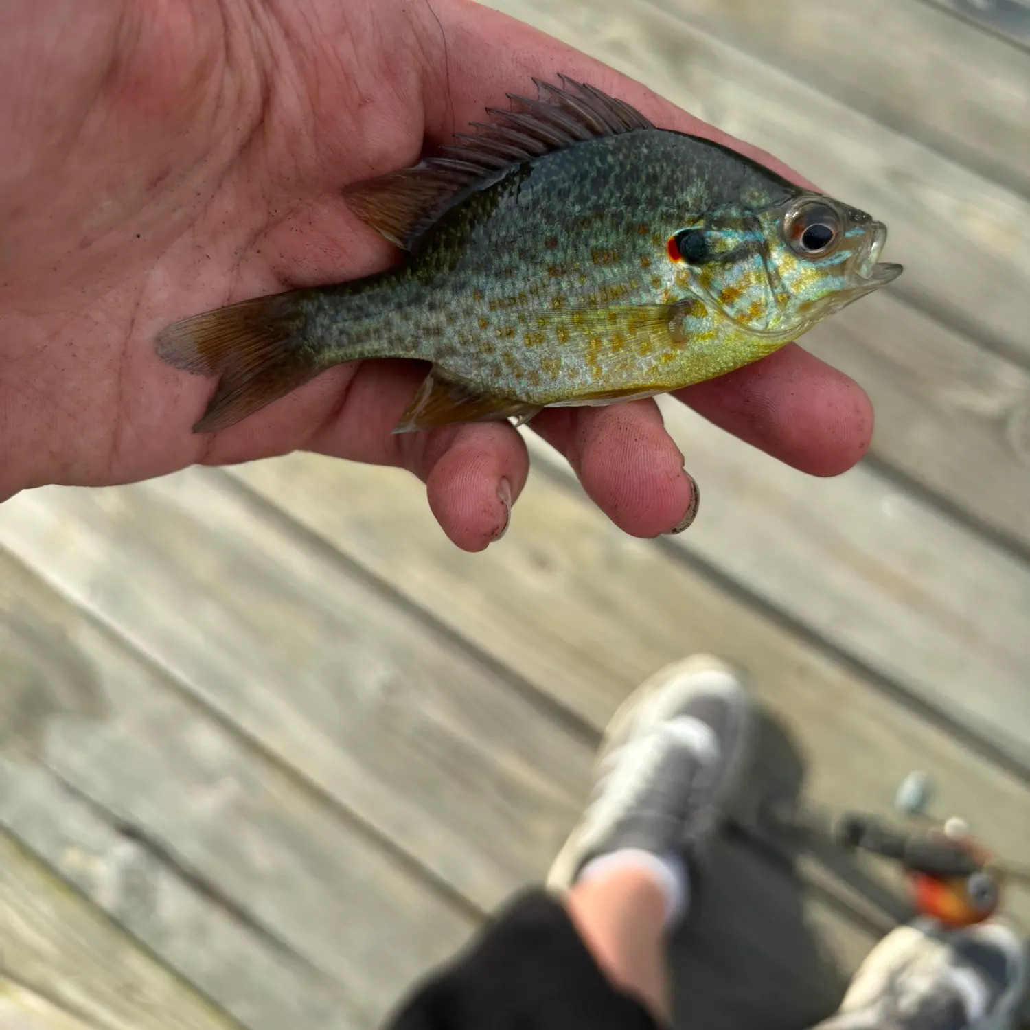 Redear sunfish caught on Fishbrain