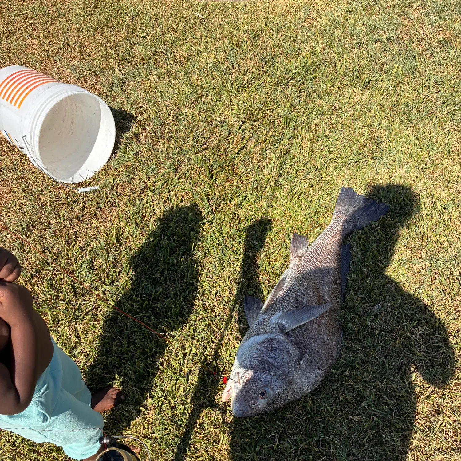 Black drum caught on Fishbrain