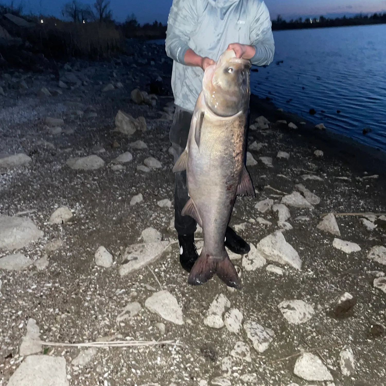 The most recent Bighead carp catches on Fishbrain