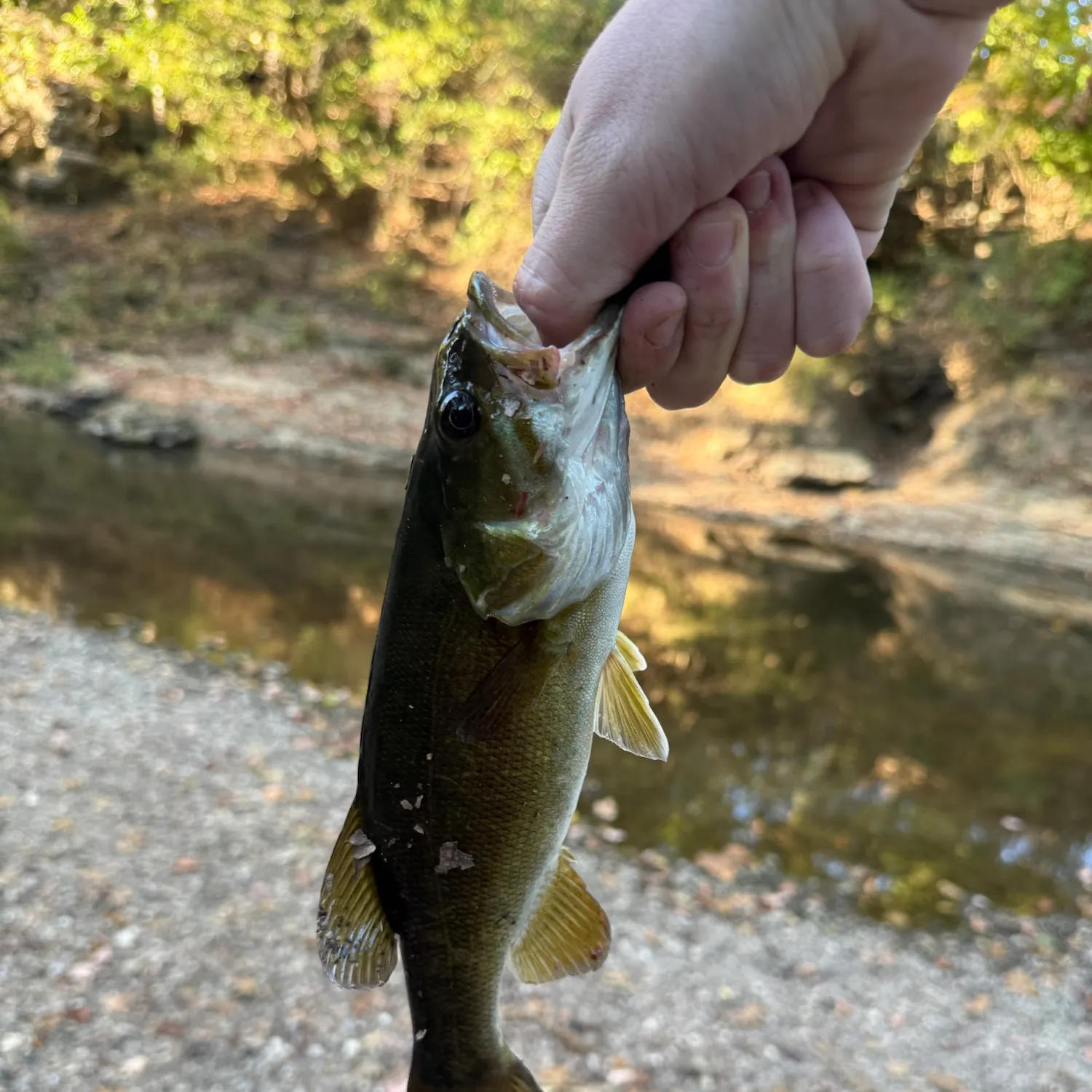 Smallmouth bass caught on Fishbrain