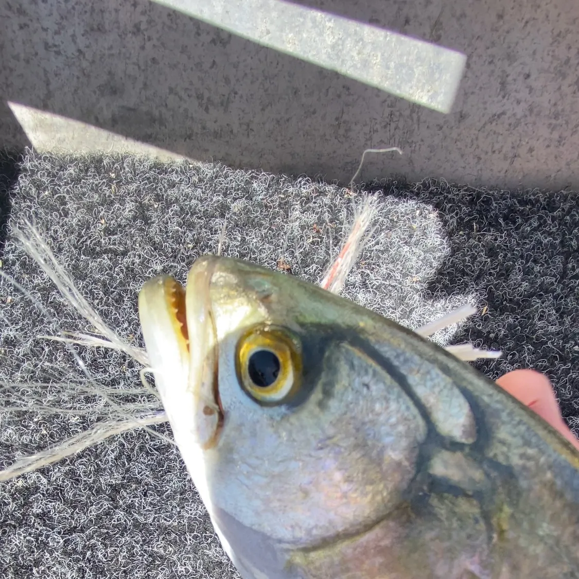 The most recent Bluefish catches on Fishbrain
