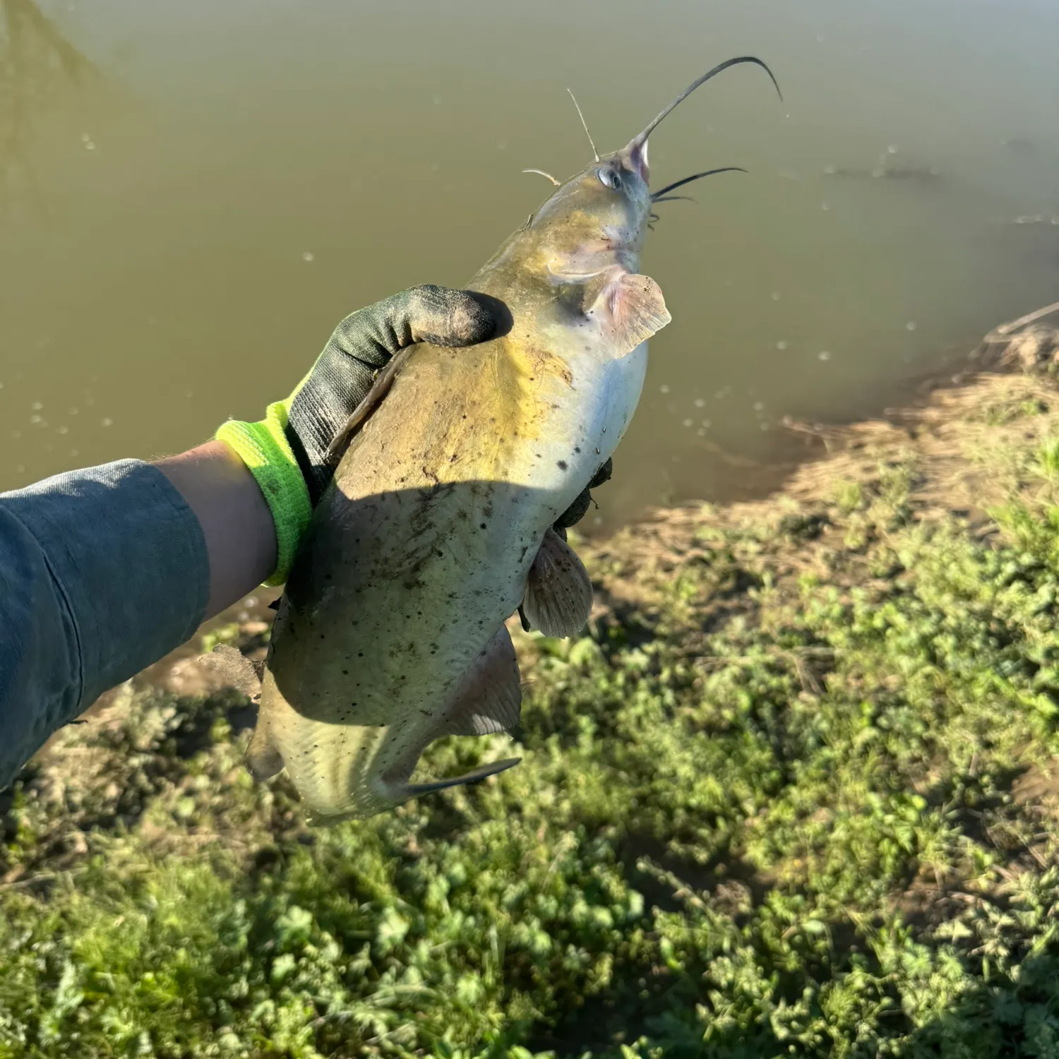Channel catfish caught on Fishbrain