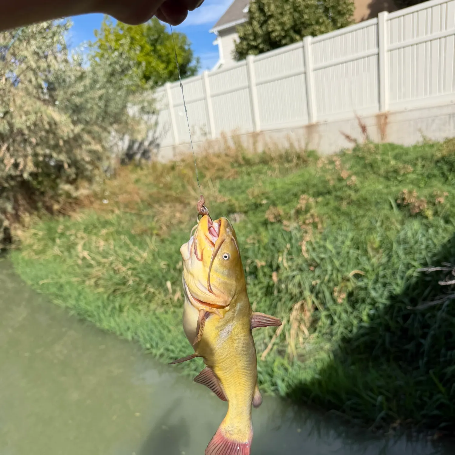 Yellow bullhead caught on Fishbrain