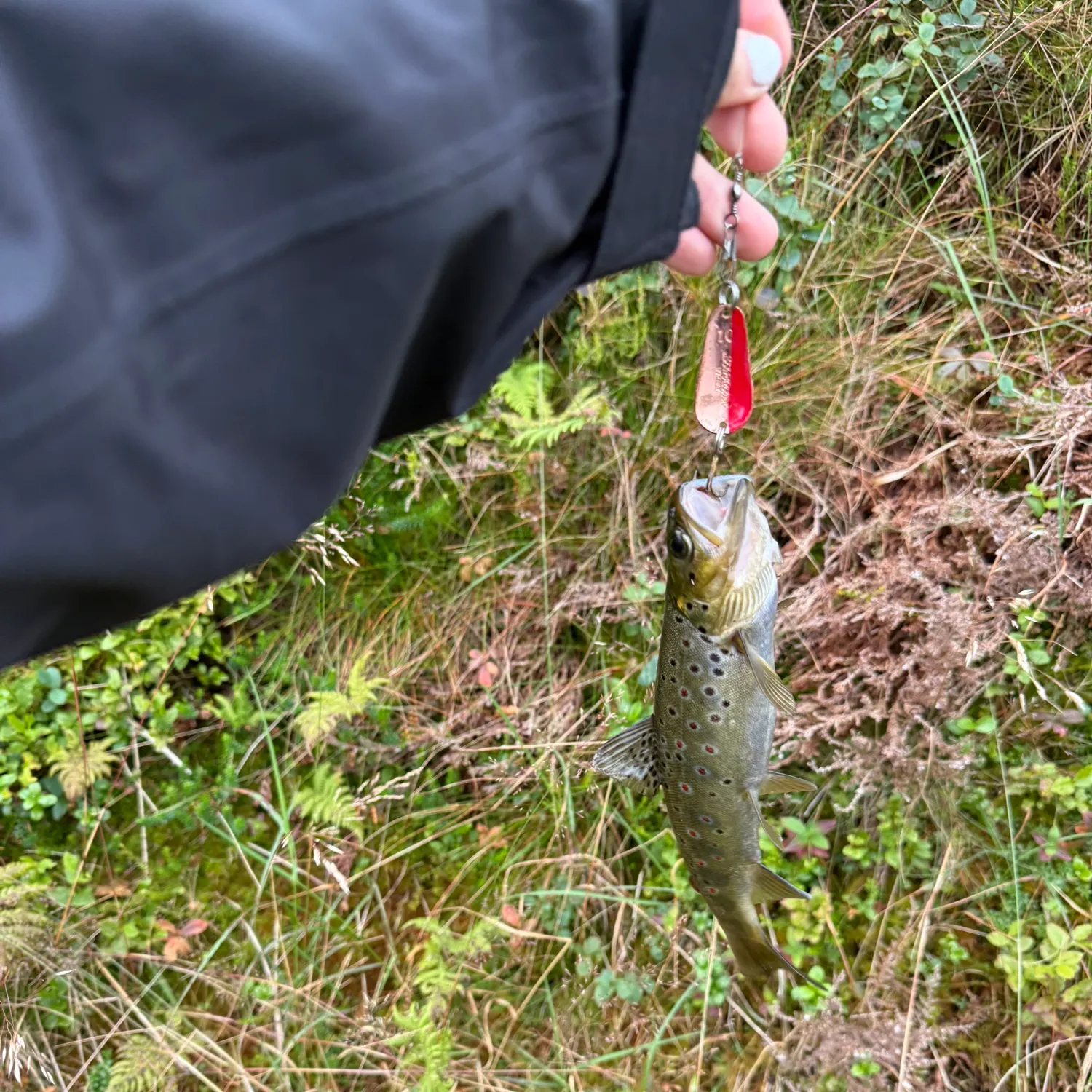 Lake trout caught on Fishbrain