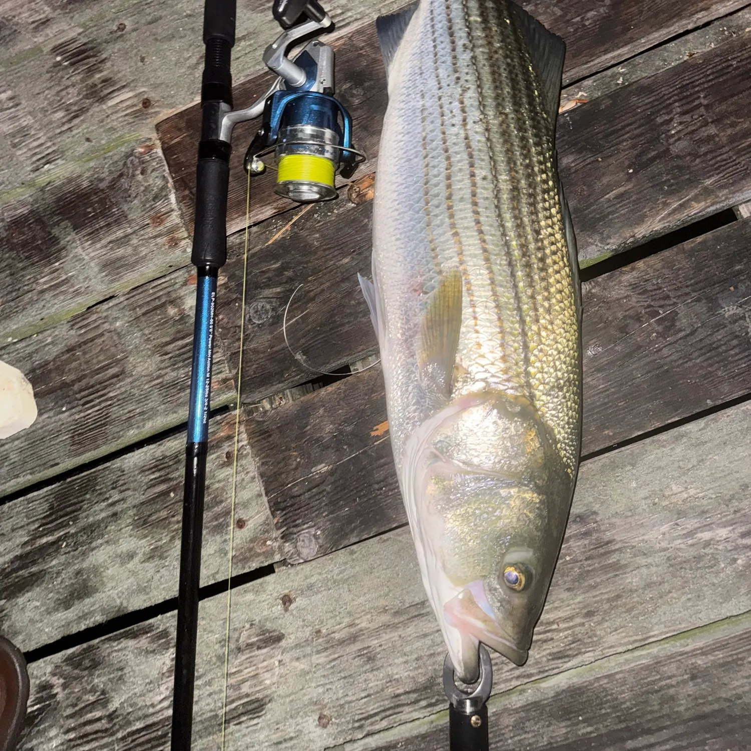 Striped bass caught on Fishbrain