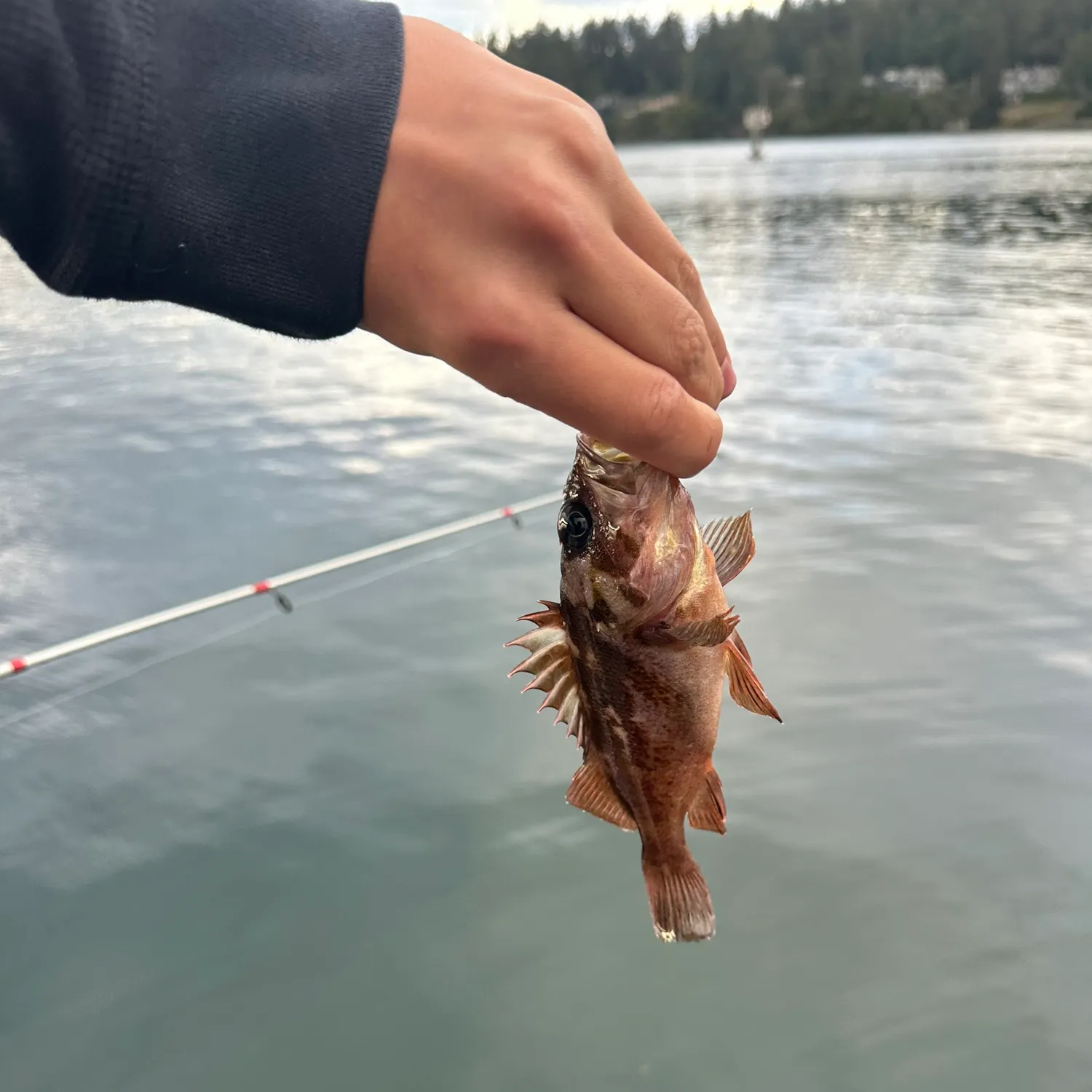 Copper rockfish caught on Fishbrain